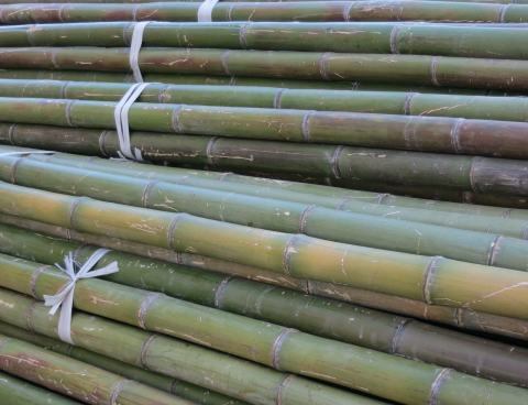 Canne di bambù - color verde naturale